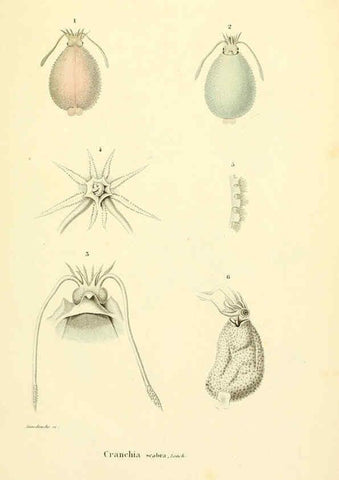 Reproducción/Reproduction 6289214361: Mollusques vivants et fossiles. Atlas. Paris :Gide et Cie., éditeurs,1845