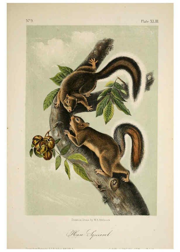 Reproducción/Reproduction 6260953630: The quadrupeds of North America. v.1. New York,V.G. Audubon,1851-54