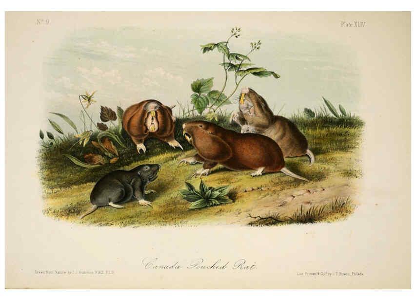 Reproducción/Reproduction 6260427357: The quadrupeds of North America. v.1. New York,V.G. Audubon,1851-54