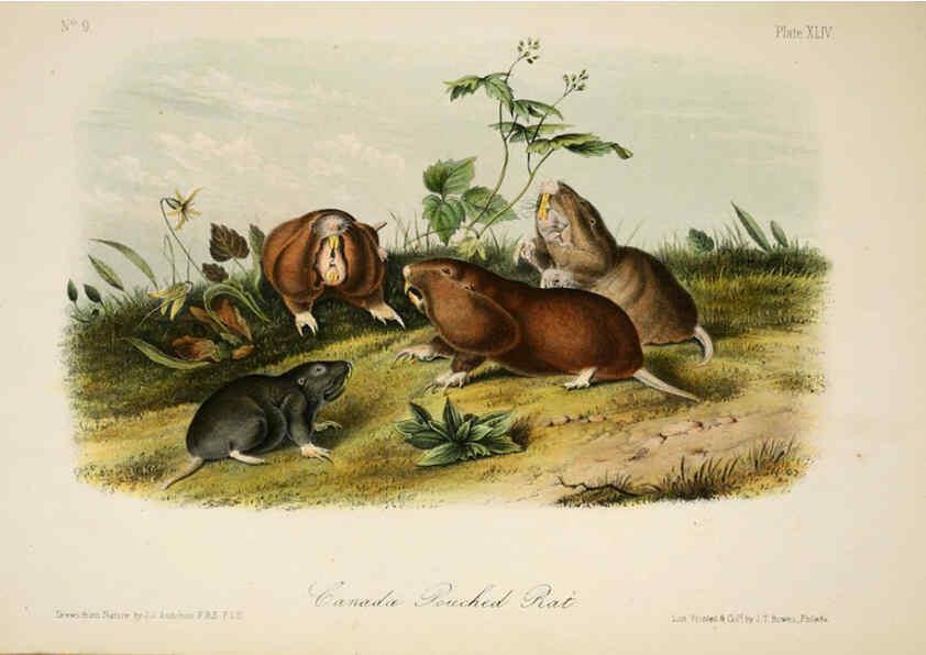 Reproducción/Reproduction 6260427357: The quadrupeds of North America. v.1. New York,V.G. Audubon,1851-54