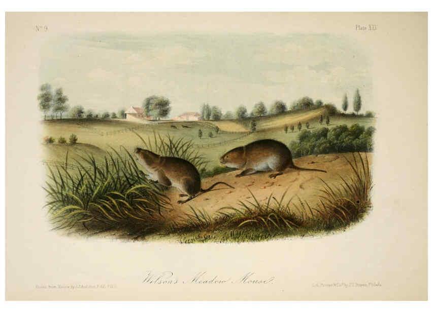 Reproducción/Reproduction 6260427579: The quadrupeds of North America. v.1. New York,V.G. Audubon,1851-54