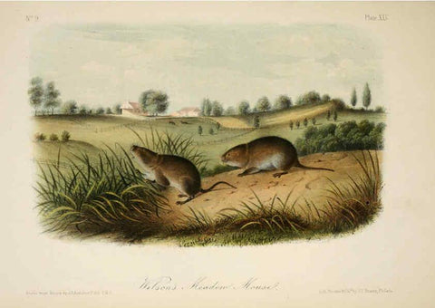 Reproducción/Reproduction 6260427579: The quadrupeds of North America. v.1. New York,V.G. Audubon,1851-54