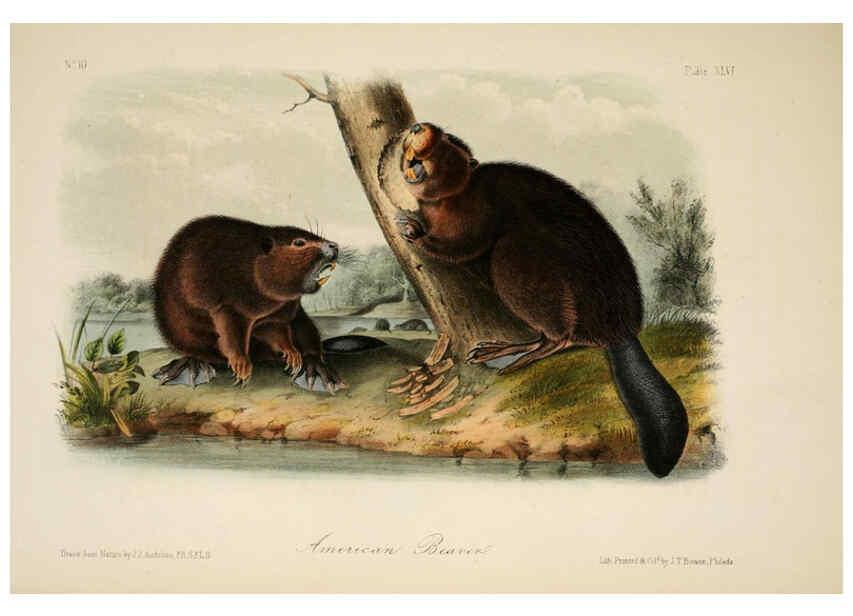 Reproducción/Reproduction 6260954264: The quadrupeds of North America. v.1. New York,V.G. Audubon,1851-54