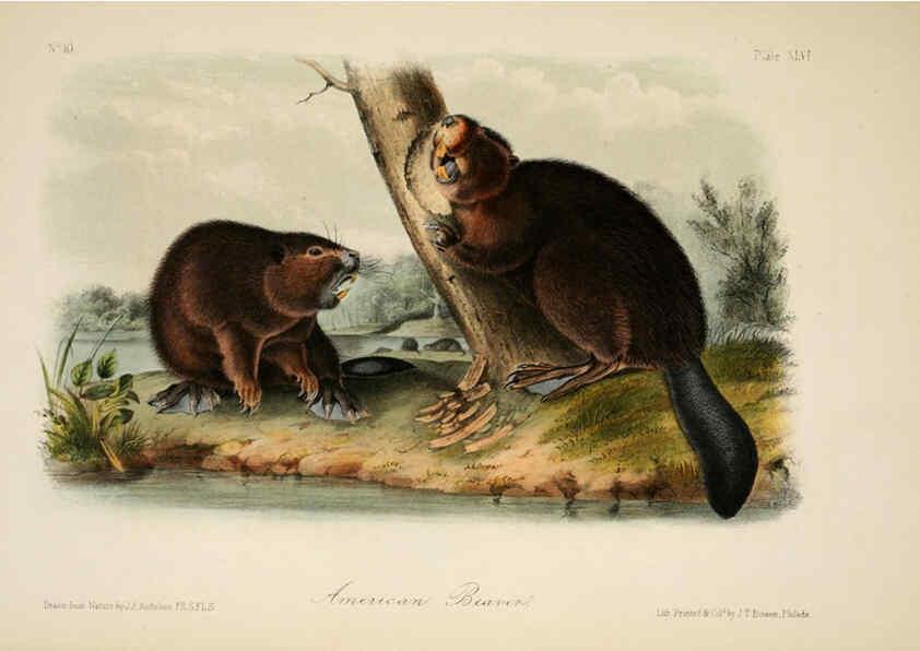 Reproducción/Reproduction 6260954264: The quadrupeds of North America. v.1. New York,V.G. Audubon,1851-54