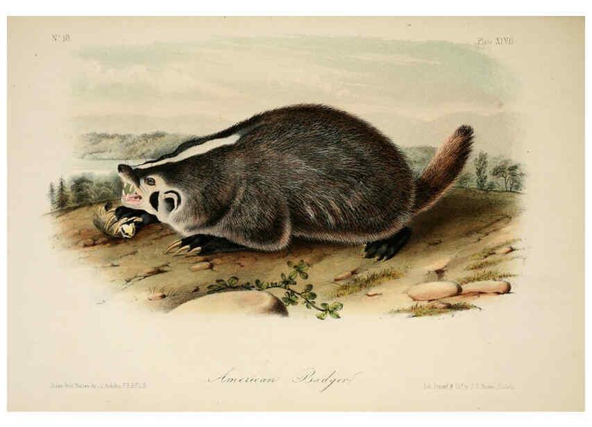 Reproducción/Reproduction 6260427993: The quadrupeds of North America. v.1. New York,V.G. Audubon,1851-54