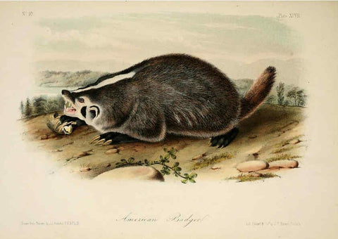 Reproducción/Reproduction 6260427993: The quadrupeds of North America. v.1. New York,V.G. Audubon,1851-54