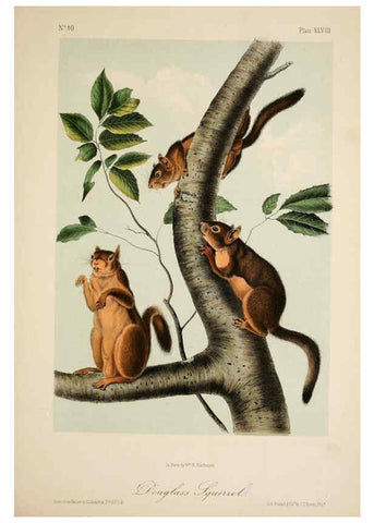 Reproducción/Reproduction 6260954734: The quadrupeds of North America. v.1. New York,V.G. Audubon,1851-54