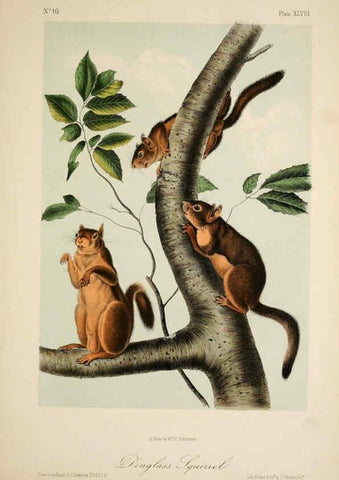 Reproducción/Reproduction 6260954734: The quadrupeds of North America. v.1. New York,V.G. Audubon,1851-54