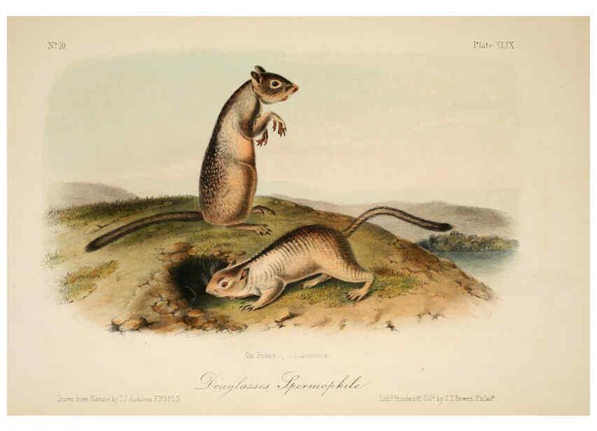 Reproducción/Reproduction 6260428829: The quadrupeds of North America. v.1. New York,V.G. Audubon,1851-54