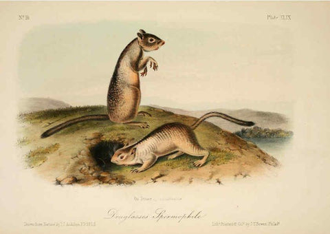 Reproducción/Reproduction 6260428829: The quadrupeds of North America. v.1. New York,V.G. Audubon,1851-54