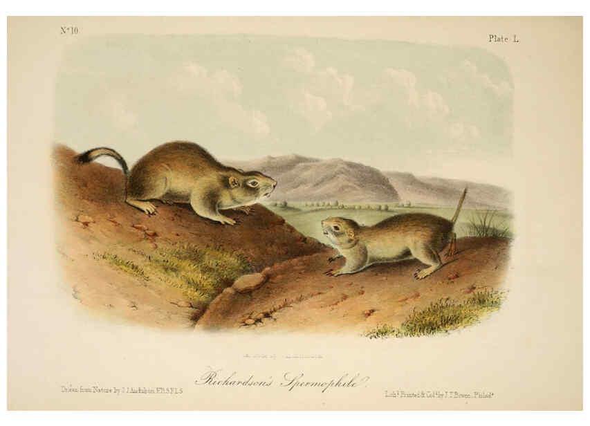 Reproducción/Reproduction 6260955486: The quadrupeds of North America. v.1. New York,V.G. Audubon,1851-54