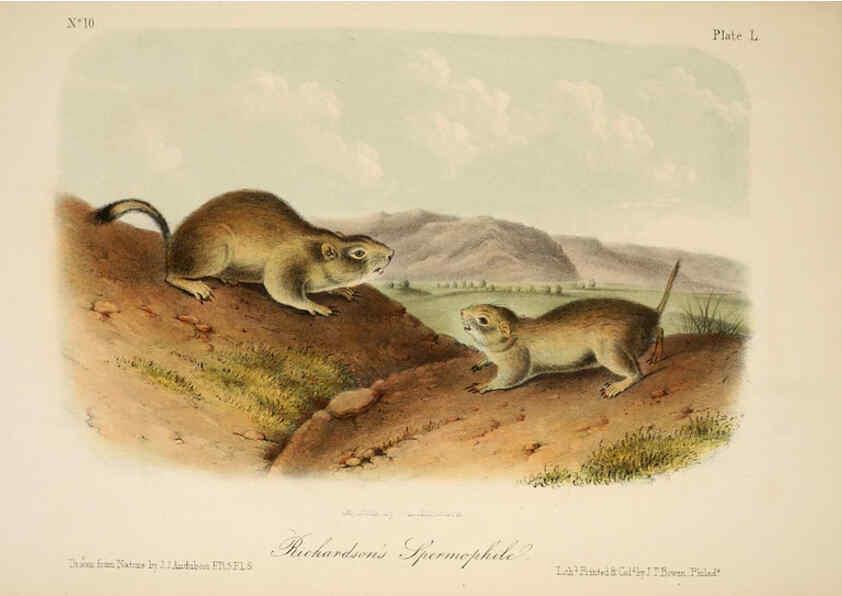 Reproducción/Reproduction 6260955486: The quadrupeds of North America. v.1. New York,V.G. Audubon,1851-54