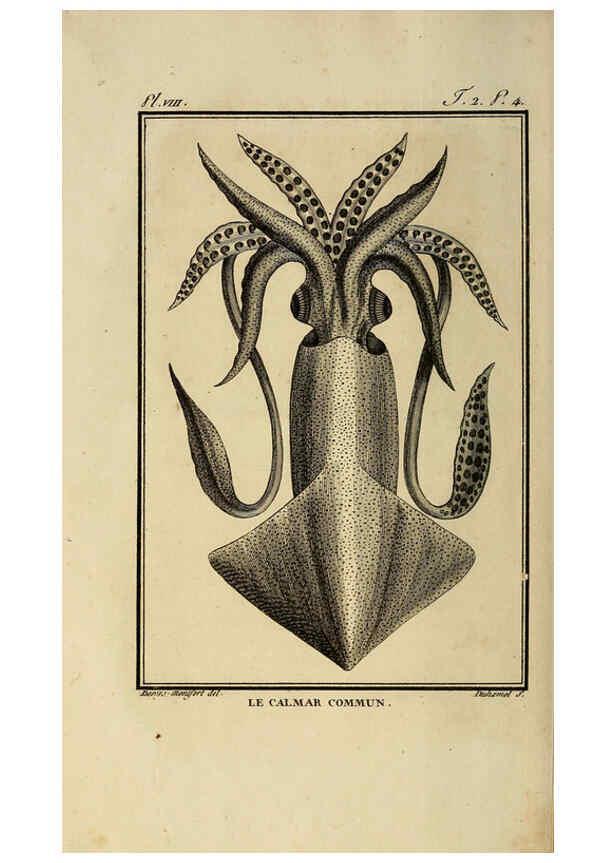 Reproducción/Reproduction 6260475793: Histoire naturelle, générale et particuliere, des mollusques, animaux sans vertèbres et a sang blanc. T.2. Paris,L'Imprimerie de F. Dufart,An X-XIII [1802-1805]