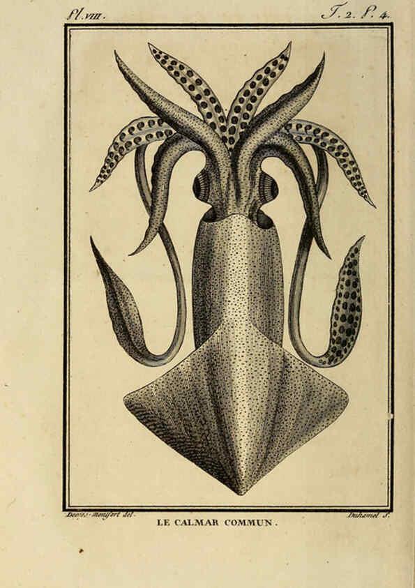 Reproducción/Reproduction 6260475793: Histoire naturelle, générale et particuliere, des mollusques, animaux sans vertèbres et a sang blanc. T.2. Paris,L'Imprimerie de F. Dufart,An X-XIII [1802-1805]