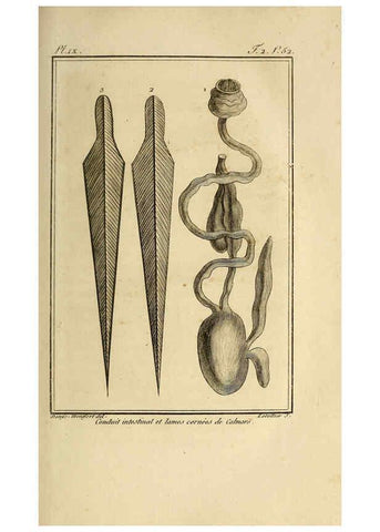 Reproducción/Reproduction 6261002294: Histoire naturelle, générale et particuliere, des mollusques, animaux sans vertèbres et a sang blanc. T.2. Paris,L'Imprimerie de F. Dufart,An X-XIII [1802-1805]