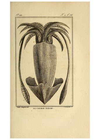 Reproducción/Reproduction 6261003232: Histoire naturelle, générale et particuliere, des mollusques, animaux sans vertèbres et a sang blanc. T.2. Paris,L'Imprimerie de F. Dufart,An X-XIII [1802-1805]