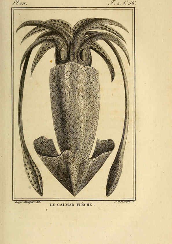 Reproducción/Reproduction 6261003232: Histoire naturelle, générale et particuliere, des mollusques, animaux sans vertèbres et a sang blanc. T.2. Paris,L'Imprimerie de F. Dufart,An X-XIII [1802-1805]