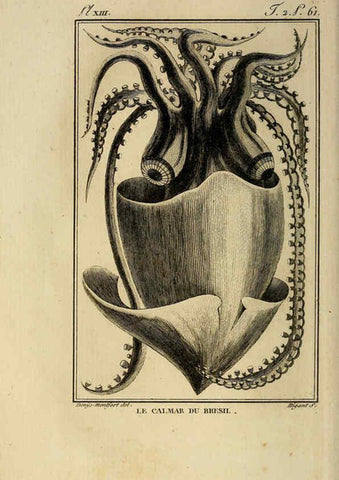 Reproducción/Reproduction 6261003724: Histoire naturelle, générale et particuliere, des mollusques, animaux sans vertèbres et a sang blanc. T.2. Paris,L'Imprimerie de F. Dufart,An X-XIII [1802-1805]