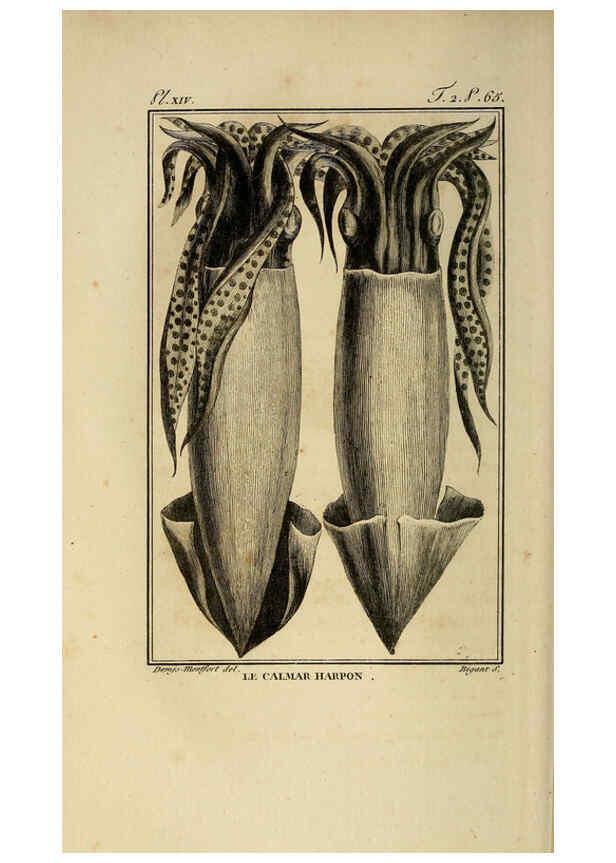 Reproducción/Reproduction 6260477825: Histoire naturelle, générale et particuliere, des mollusques, animaux sans vertèbres et a sang blanc. T.2. Paris,L'Imprimerie de F. Dufart,An X-XIII [1802-1805]