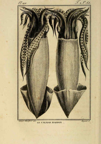 Reproducción/Reproduction 6260477825: Histoire naturelle, générale et particuliere, des mollusques, animaux sans vertèbres et a sang blanc. T.2. Paris,L'Imprimerie de F. Dufart,An X-XIII [1802-1805]