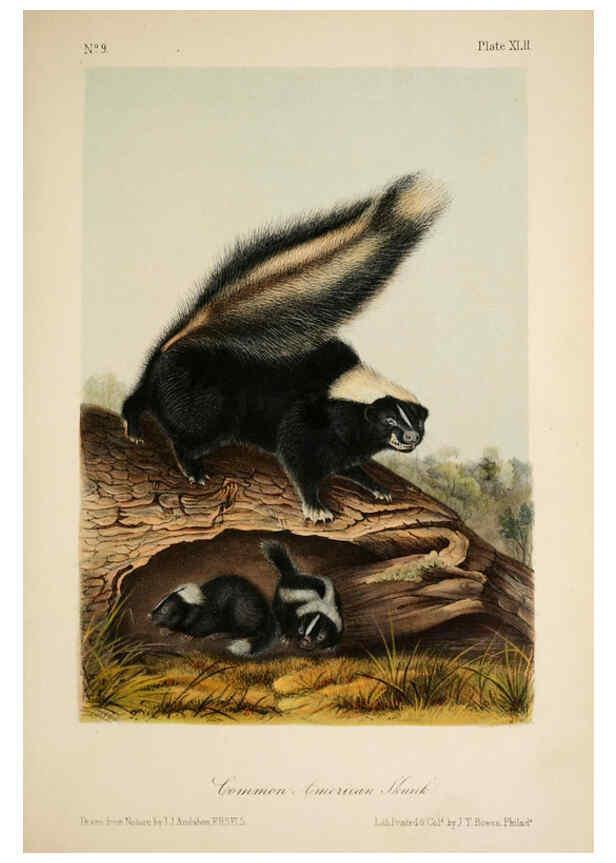 Reproducción/Reproduction 6260953386: The quadrupeds of North America. v.1. New York,V.G. Audubon,1851-54