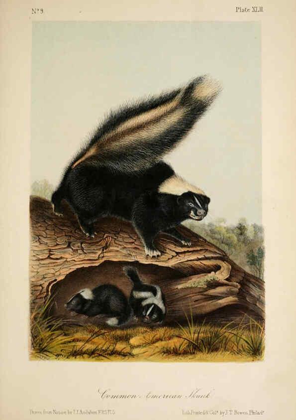 Reproducción/Reproduction 6260953386: The quadrupeds of North America. v.1. New York,V.G. Audubon,1851-54