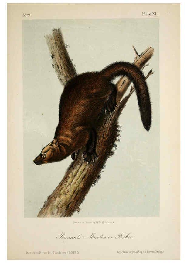 Reproducción/Reproduction 6260953050: The quadrupeds of North America. v.1. New York,V.G. Audubon,1851-54