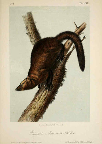 Reproducción/Reproduction 6260953050: The quadrupeds of North America. v.1. New York,V.G. Audubon,1851-54