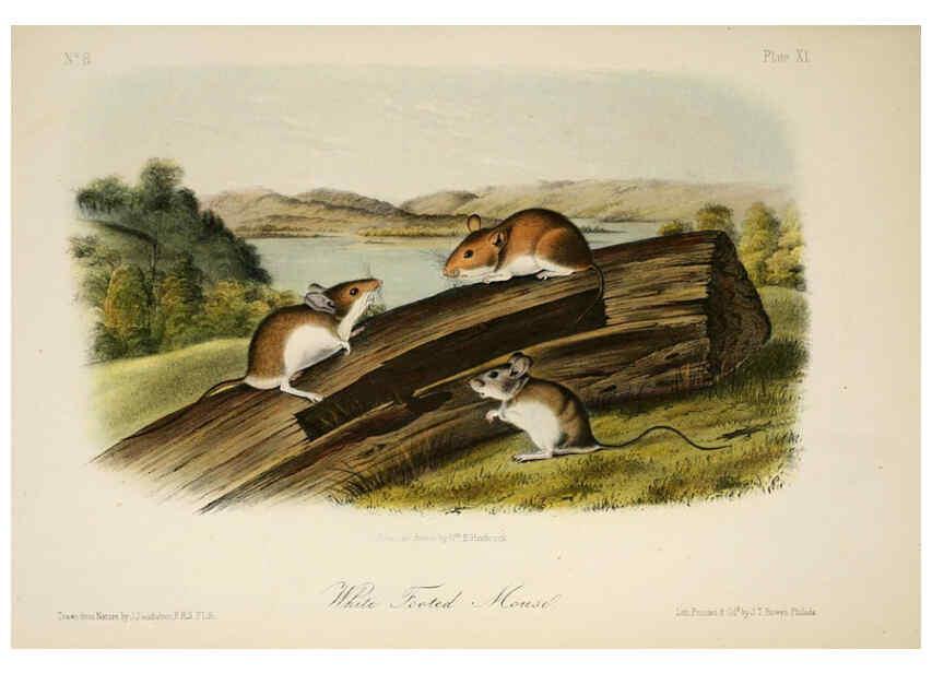 Reproducción/Reproduction 6260426349: The quadrupeds of North America. v.1. New York,V.G. Audubon,1851-54