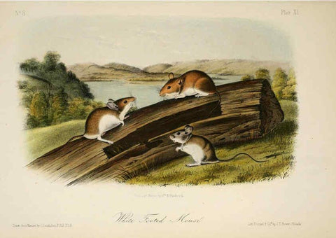 Reproducción/Reproduction 6260426349: The quadrupeds of North America. v.1. New York,V.G. Audubon,1851-54