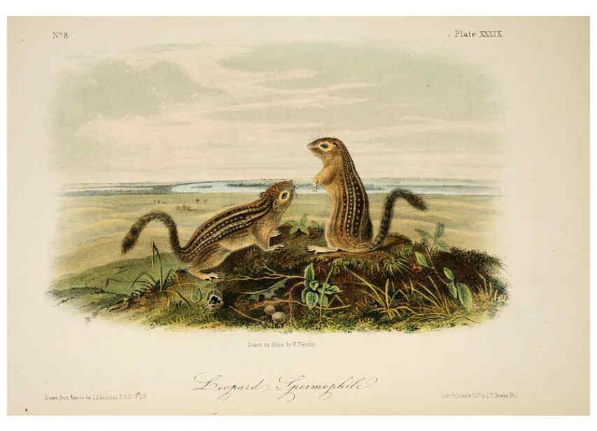 Reproducción/Reproduction 6260952630: The quadrupeds of North America. v.1. New York,V.G. Audubon,1851-54