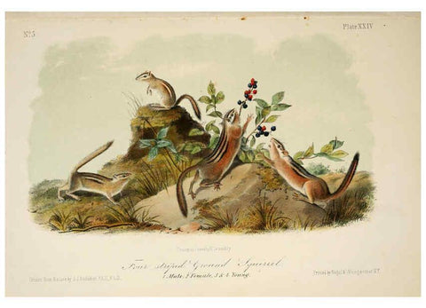 Reproducción/Reproduction 6260422233: The quadrupeds of North America. v.1. New York,V.G. Audubon,1851-54