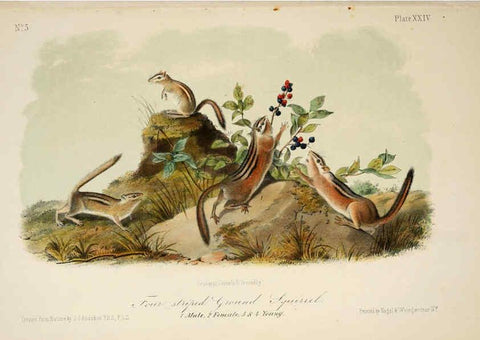 Reproducción/Reproduction 6260422233: The quadrupeds of North America. v.1. New York,V.G. Audubon,1851-54