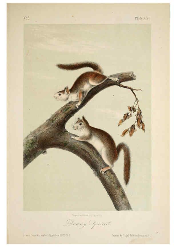 Reproducción/Reproduction 6260948940: The quadrupeds of North America. v.1. New York,V.G. Audubon,1851-54