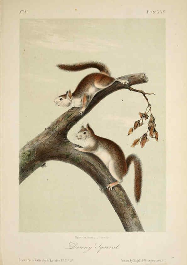 Reproducción/Reproduction 6260948940: The quadrupeds of North America. v.1. New York,V.G. Audubon,1851-54