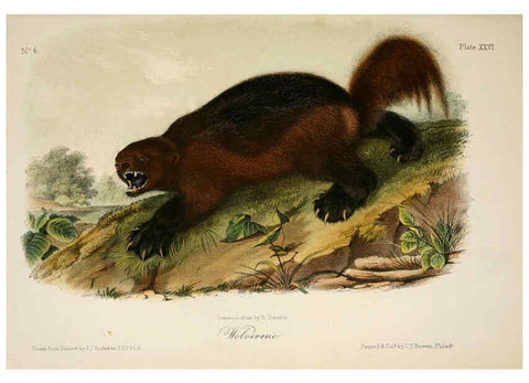 Reproducción/Reproduction 6260949206: The quadrupeds of North America. v.1. New York,V.G. Audubon,1851-54