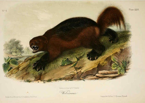 Reproducción/Reproduction 6260949206: The quadrupeds of North America. v.1. New York,V.G. Audubon,1851-54