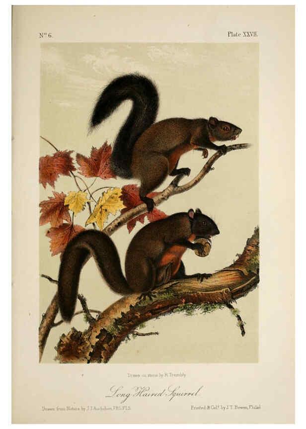 Reproducción/Reproduction 6260423061: The quadrupeds of North America. v.1. New York,V.G. Audubon,1851-54