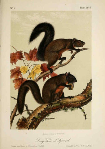 Reproducción/Reproduction 6260423061: The quadrupeds of North America. v.1. New York,V.G. Audubon,1851-54