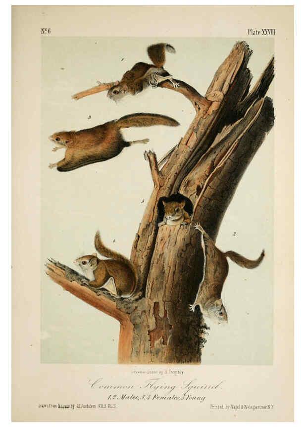 Reproducción/Reproduction 6260423251: The quadrupeds of North America. v.1. New York,V.G. Audubon,1851-54