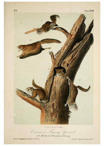 Reproducción/Reproduction 6260423251: The quadrupeds of North America. v.1. New York,V.G. Audubon,1851-54