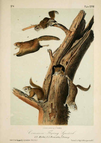 Reproducción/Reproduction 6260423251: The quadrupeds of North America. v.1. New York,V.G. Audubon,1851-54