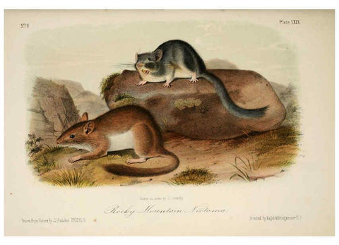 Reproducción/Reproduction 6260949960: The quadrupeds of North America. v.1. New York,V.G. Audubon,1851-54