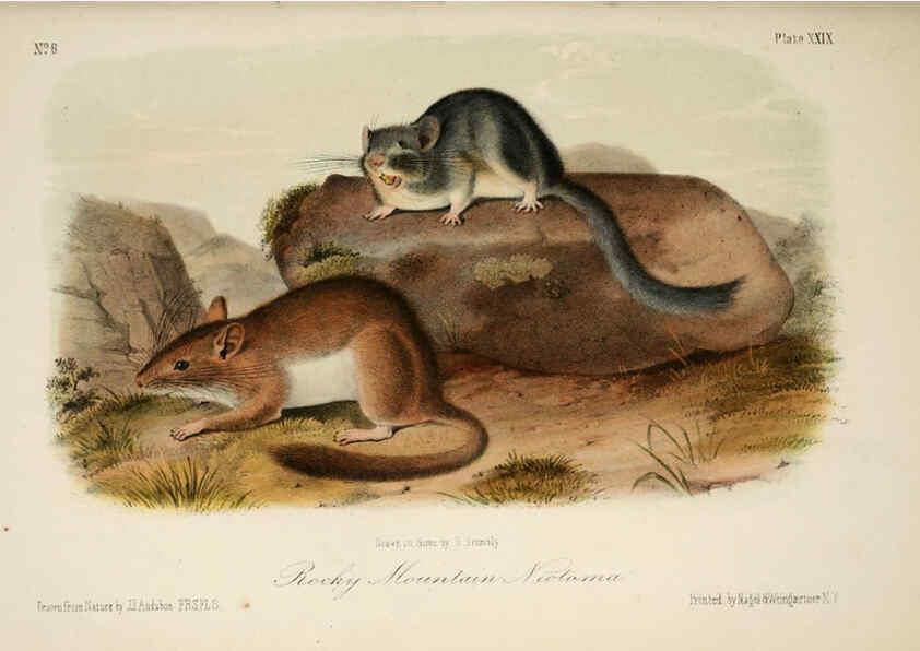 Reproducción/Reproduction 6260949960: The quadrupeds of North America. v.1. New York,V.G. Audubon,1851-54