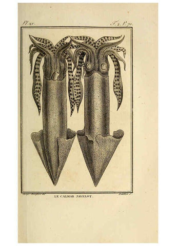 Reproducción/Reproduction 6260478175: Histoire naturelle, générale et particuliere, des mollusques, animaux sans vertèbres et a sang blanc. T.2. Paris,L'Imprimerie de F. Dufart,An X-XIII [1802-1805]