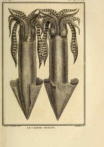 Reproducción/Reproduction 6260478175: Histoire naturelle, générale et particuliere, des mollusques, animaux sans vertèbres et a sang blanc. T.2. Paris,L'Imprimerie de F. Dufart,An X-XIII [1802-1805]