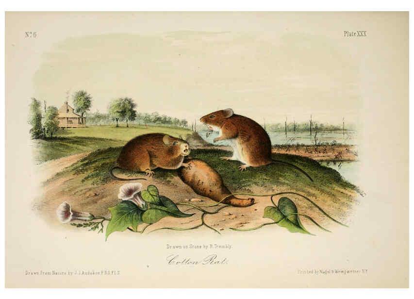 Reproducción/Reproduction 6260423665: The quadrupeds of North America. v.1. New York,V.G. Audubon,1851-54