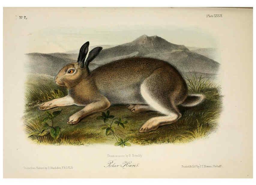 Reproducción/Reproduction 6260424383: The quadrupeds of North America. v.1. New York,V.G. Audubon,1851-54