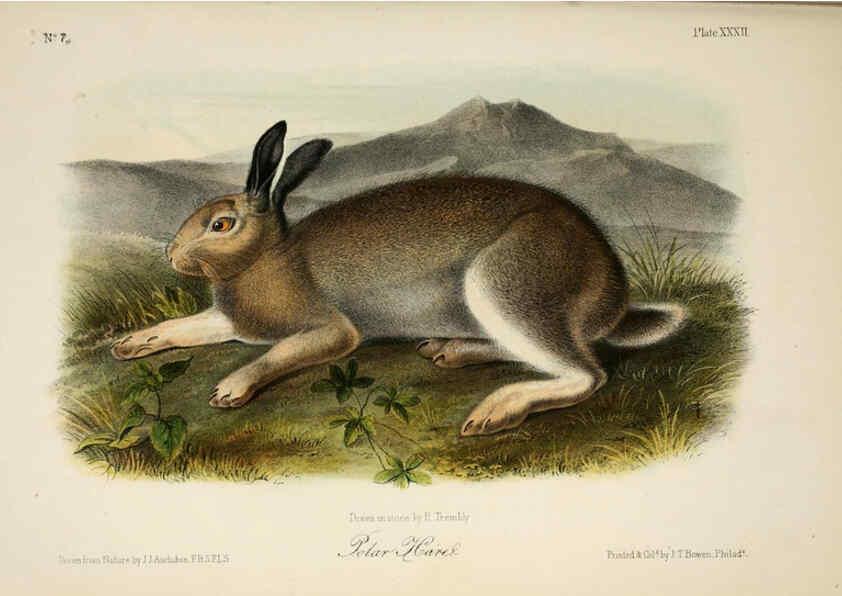 Reproducción/Reproduction 6260424383: The quadrupeds of North America. v.1. New York,V.G. Audubon,1851-54