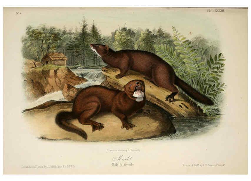 Reproducción/Reproduction 6260951100: The quadrupeds of North America. v.1. New York,V.G. Audubon,1851-54